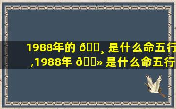 1988年的 🕸 是什么命五行,1988年 🌻 是什么命五行属什么命阳历3月13日